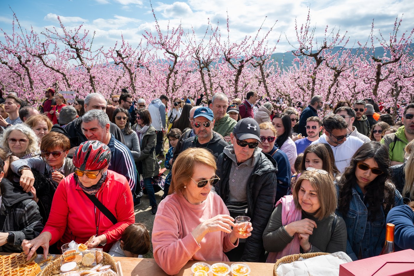 A pink veil across the fields: Thousands flock to Greece’s peach blossoms | iNFOnews.ca