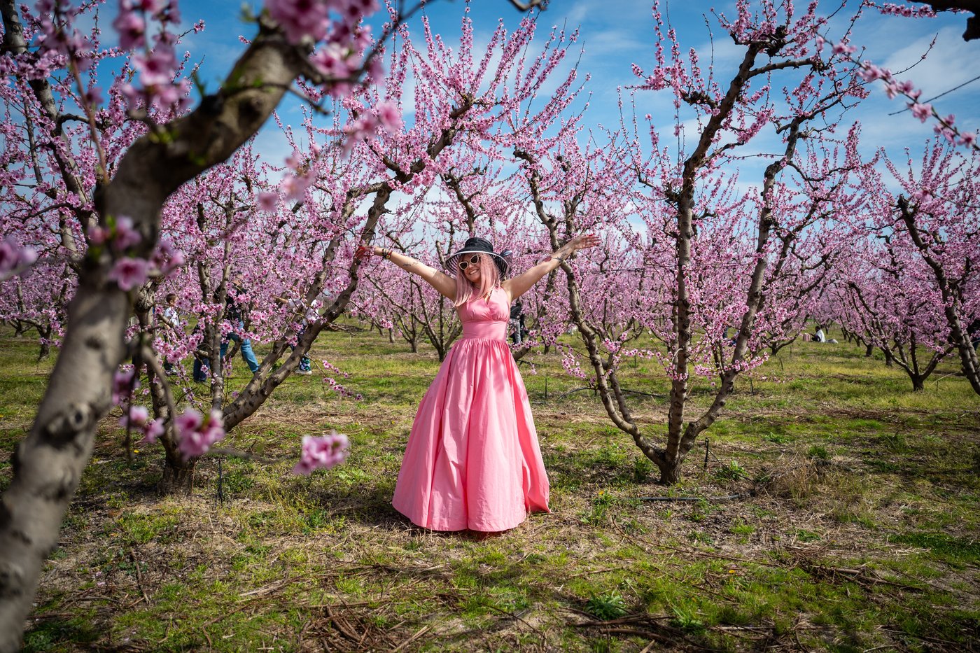 A pink veil across the fields: Thousands flock to Greece’s peach blossoms | iNFOnews.ca