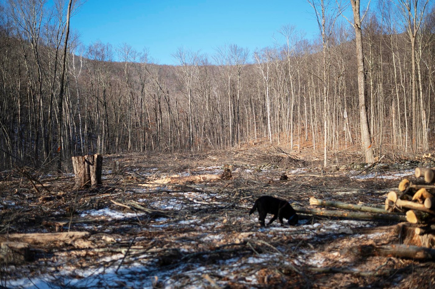 Groups take opposite stands on Green Mountain National Forest logging in Vermont | iNFOnews.ca Groups take opposite stands on Green Mountain National Forest logging in Vermont | iNFOnews.ca