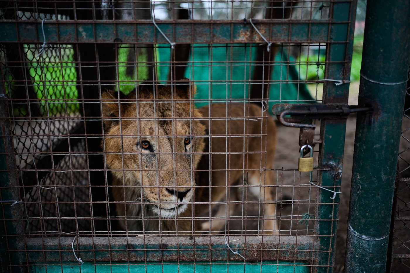 Lions and tigers begin a long-awaited rescue from a notorious Argentine zoo | iNFOnews.ca