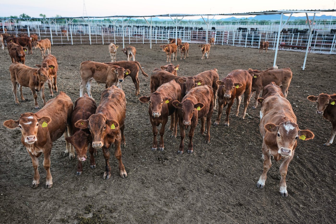 Mexico’s ranchers look north to the US as screwworm ban nears end, in photos | iNFOnews.ca