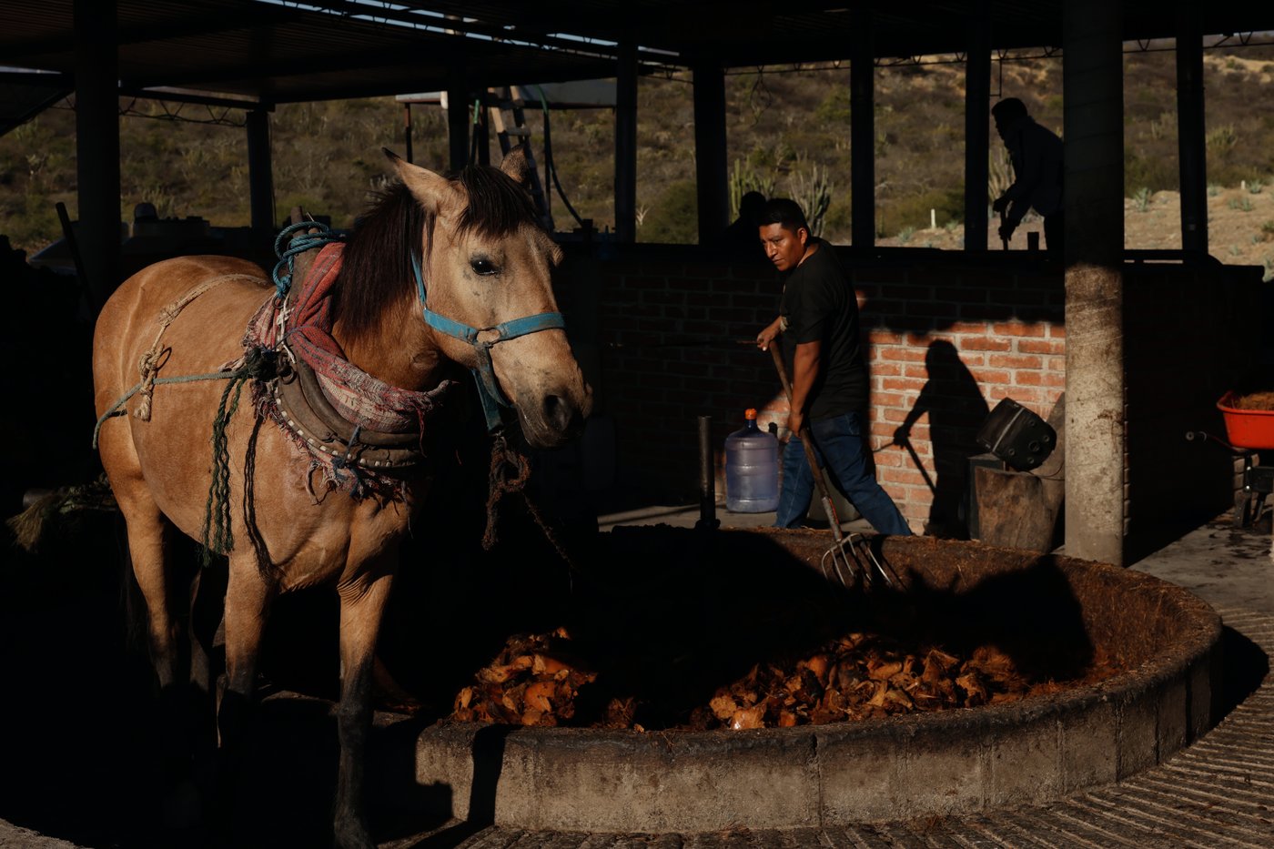 See how mezcal is made in Mexico | iNwine
