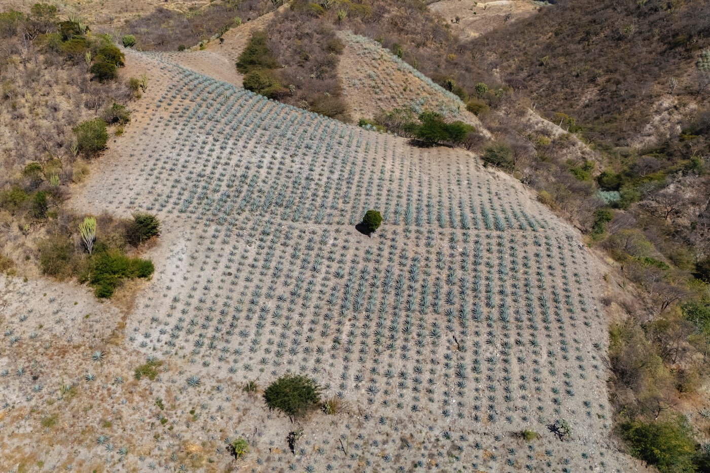 See how mezcal is made in Mexico | iNwine