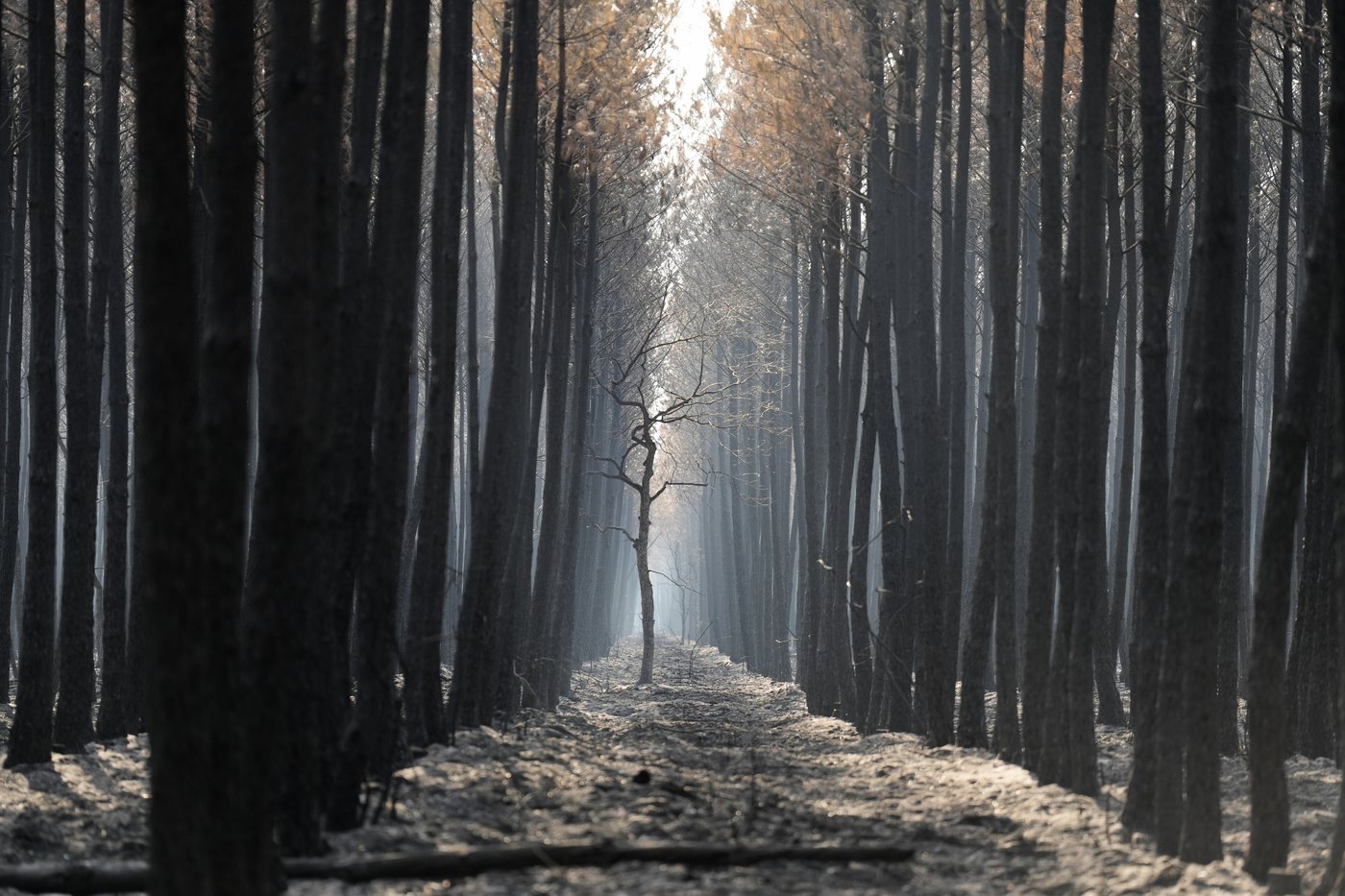 France's forest management may need to change to prevent more wildfires in Les Landes | iNFOnews.ca France's forest management may need to change to prevent more wildfires in Les Landes | iNFOnews.ca