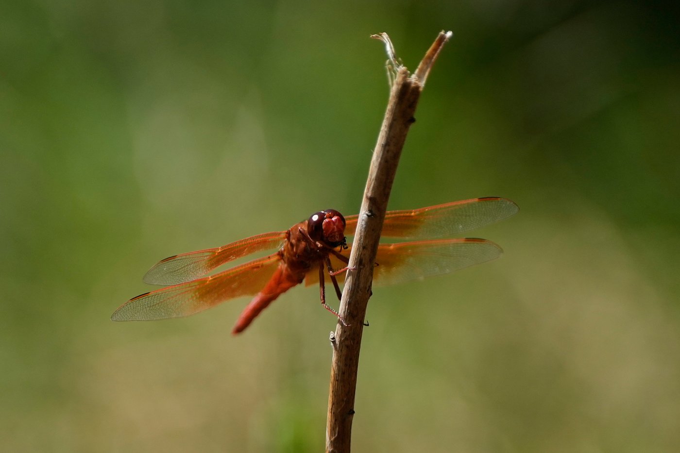 Unusual dragonfly swarms sweep across California after warm spring rains | iNFOnews.ca