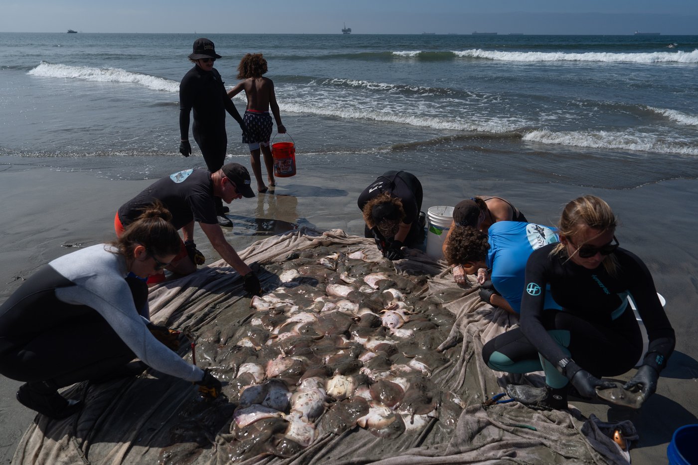Catching stingrays and treating their victims on Southern California beaches, in photos | iNFOnews.ca
