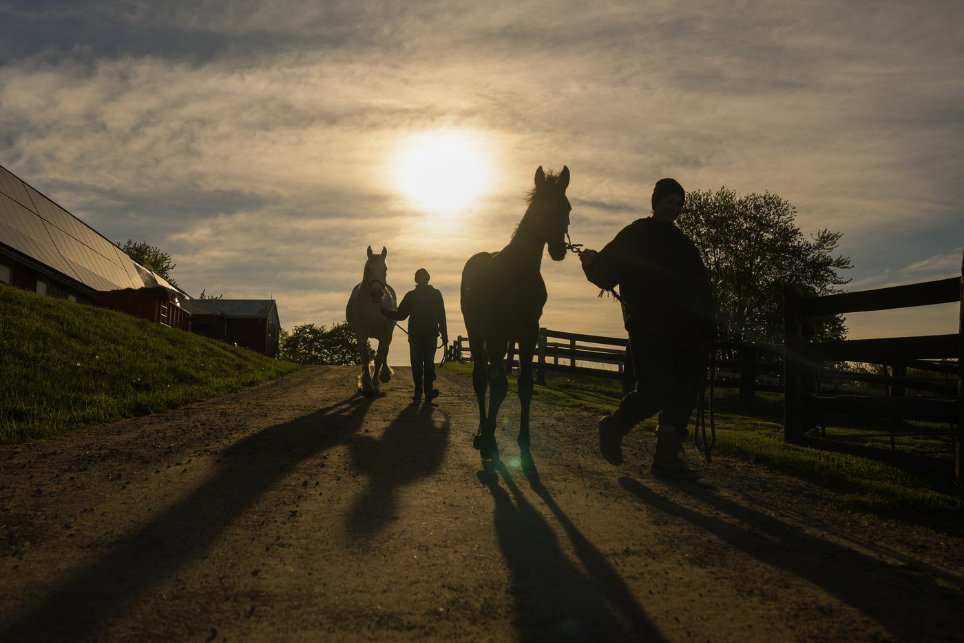 Photo Gallery: The next generation: Inside one of Canada's premier foaling stables | iNFOnews.ca