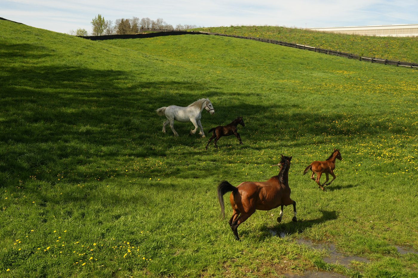 Photo Gallery: The next generation: Inside one of Canada's premier foaling stables | iNFOnews.ca