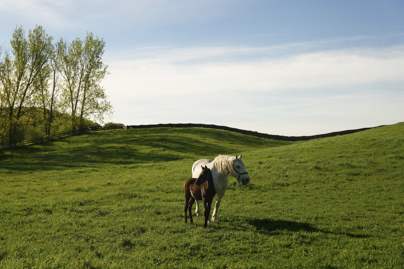 Photo Gallery: The next generation: Inside one of Canada's premier foaling stables | iNFOnews.ca
