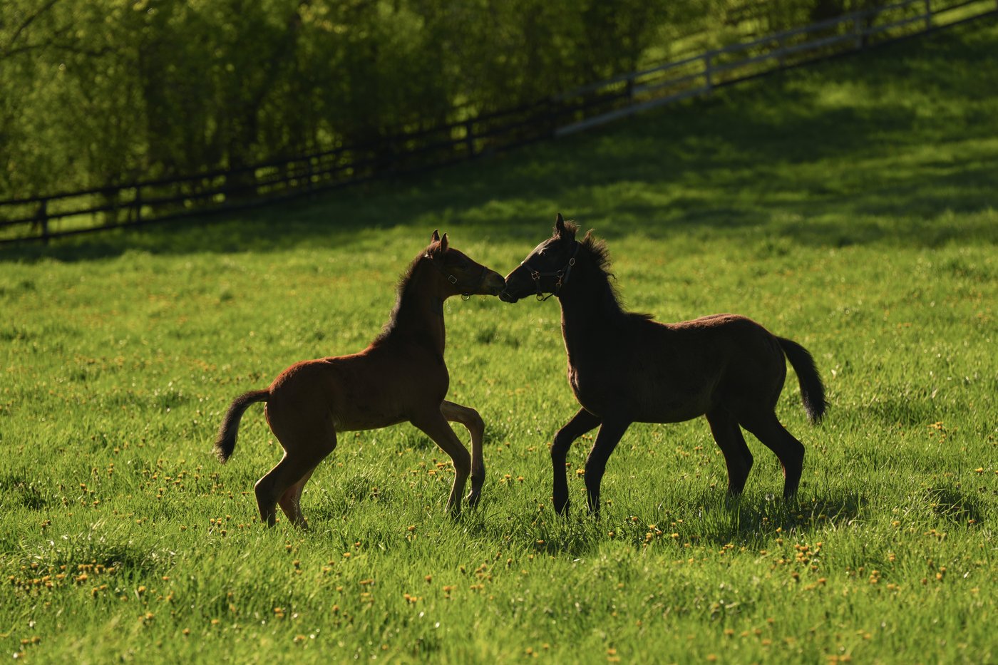 Photo Gallery: The next generation: Inside one of Canada's premier foaling stables | iNFOnews.ca