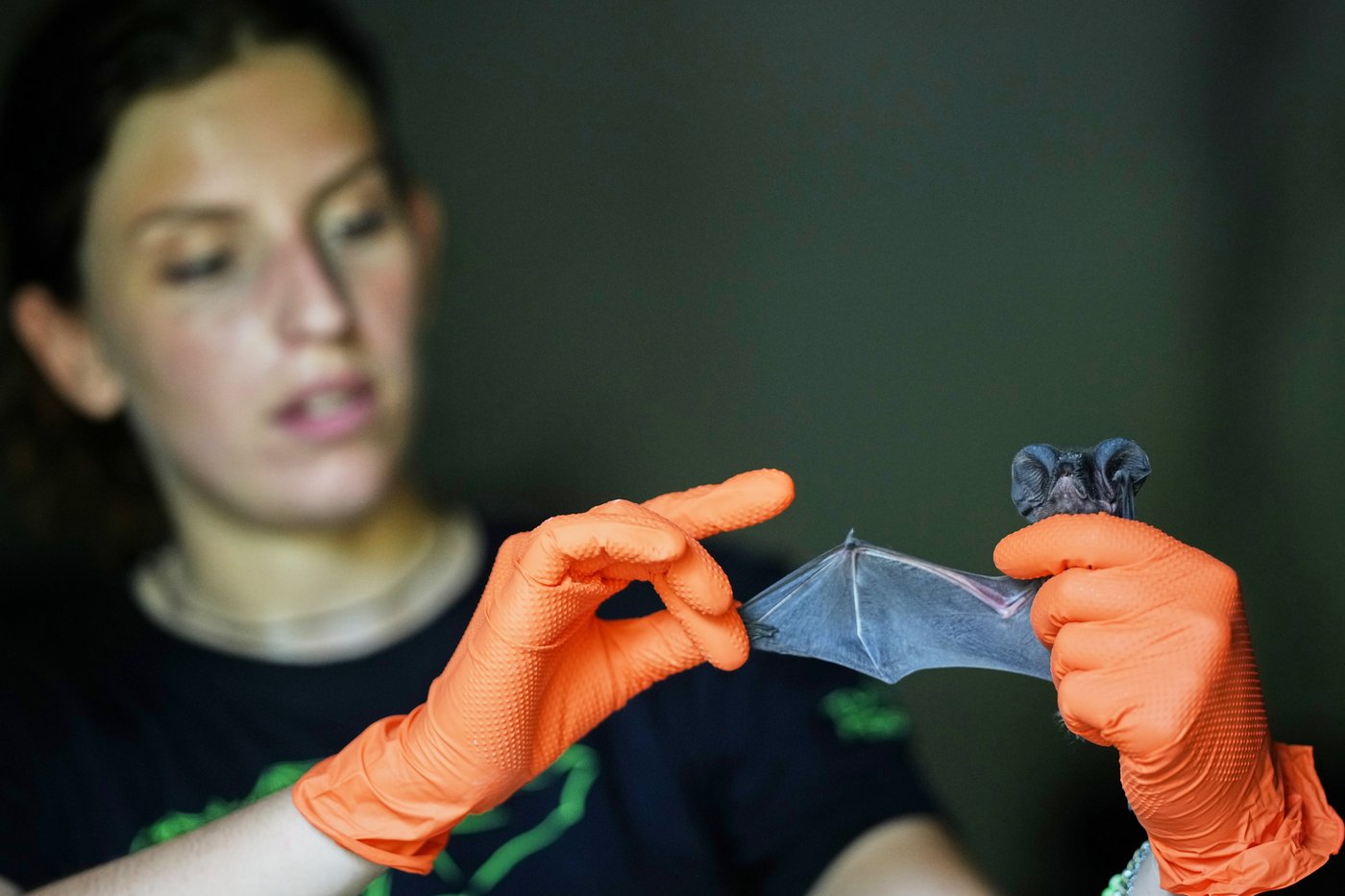 Volunteers work to protect displaced bats at an Italian Bat Conservation, in photos | iNFOnews.ca