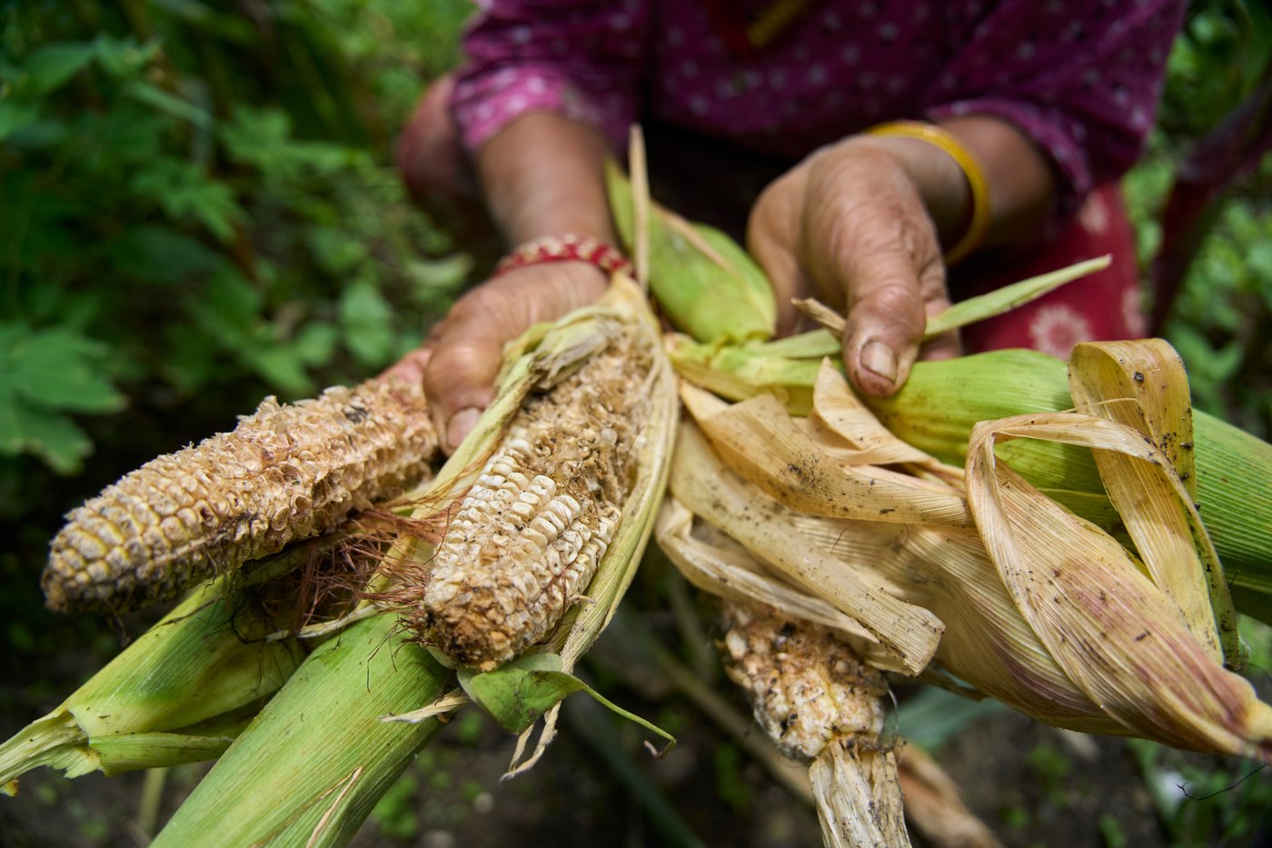 PHOTO ESSAY: Crop-raiding monkeys threaten Nepal's farming communities | iNFOnews.ca