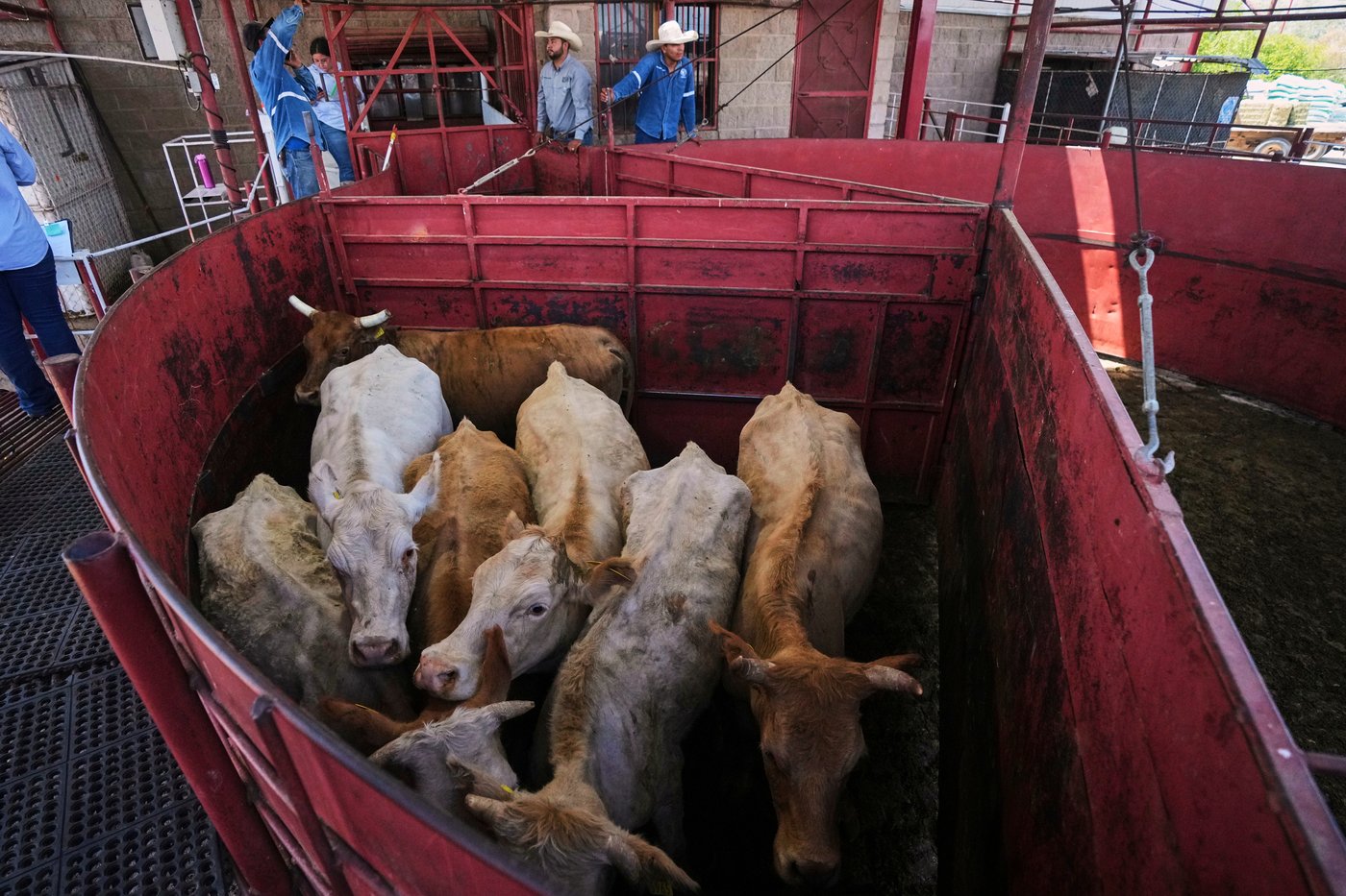 Mexico’s ranchers look north to the US as screwworm ban nears end, in photos | iNFOnews.ca