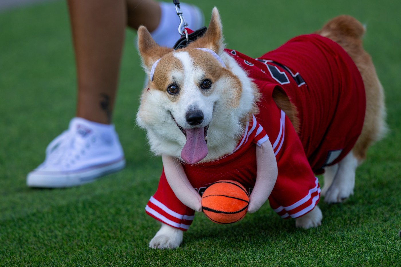 Corgis run, bark and sniff their way to glory at a growing international race | iNFOnews.ca Corgis run, bark and sniff their way to glory at a growing international race | iNFOnews.ca