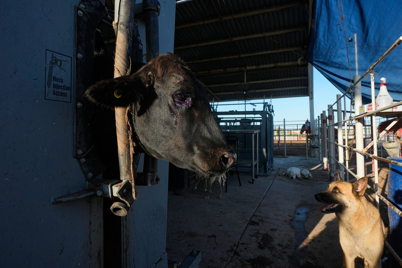 Mexico’s ranchers look north to the US as screwworm ban nears end, in photos | iNFOnews.ca