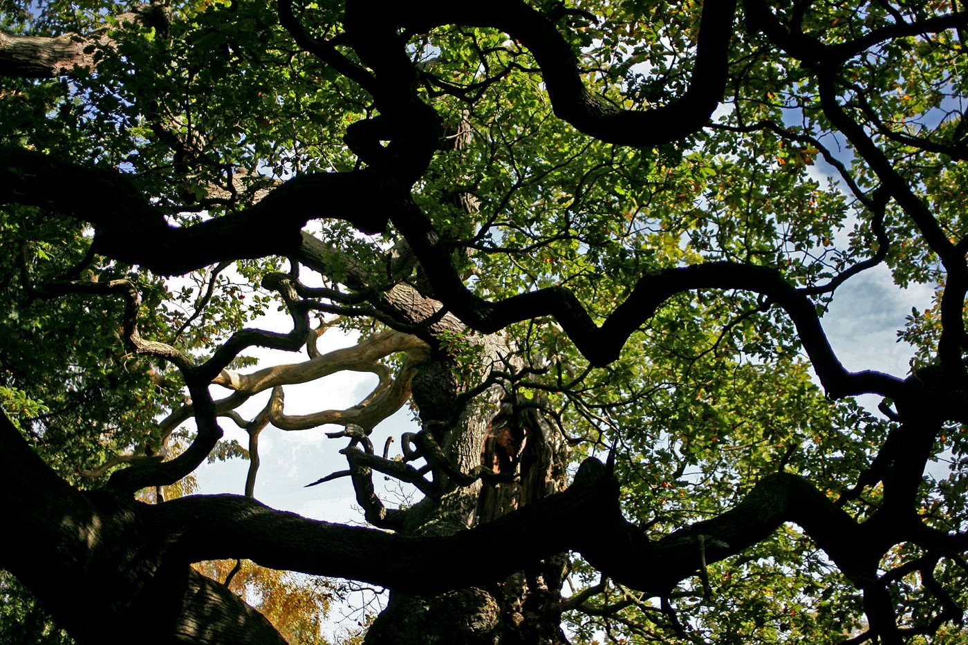 An ancient oak tree said to have sheltered legendary Robin Hood has died | iNFOnews.ca