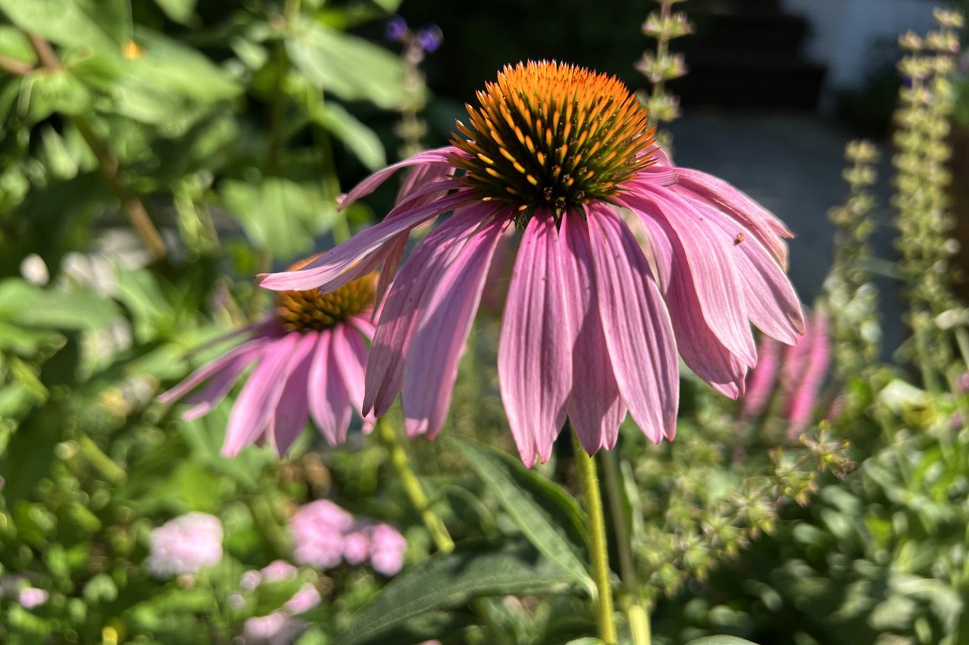Flower gardens endure hot, dry summers better if you choose these plants | iNFOnews.ca Flower gardens endure hot, dry summers better if you choose these plants | iNFOnews.ca