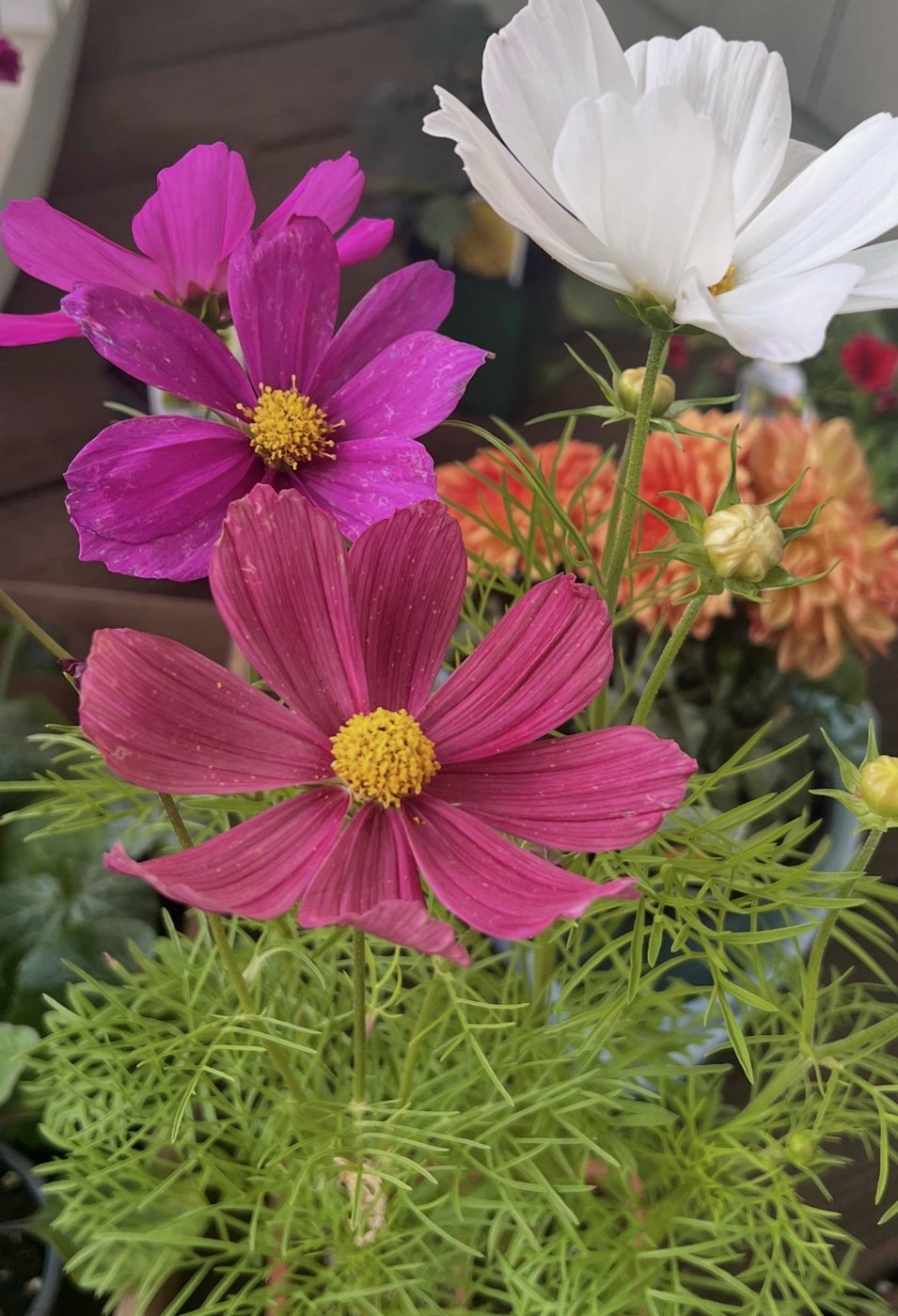 Flower gardens endure hot, dry summers better if you choose these plants | iNFOnews.ca Flower gardens endure hot, dry summers better if you choose these plants | iNFOnews.ca