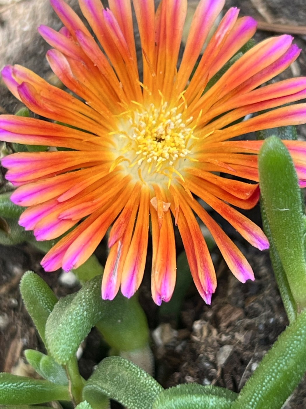 Flower gardens endure hot, dry summers better if you choose these plants | iNFOnews.ca Flower gardens endure hot, dry summers better if you choose these plants | iNFOnews.ca