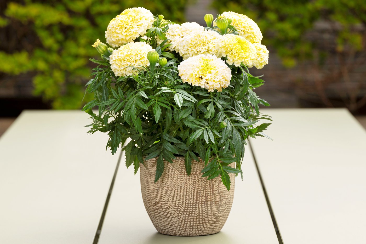 Flower gardens endure hot, dry summers better if you choose these plants | iNFOnews.ca Flower gardens endure hot, dry summers better if you choose these plants | iNFOnews.ca