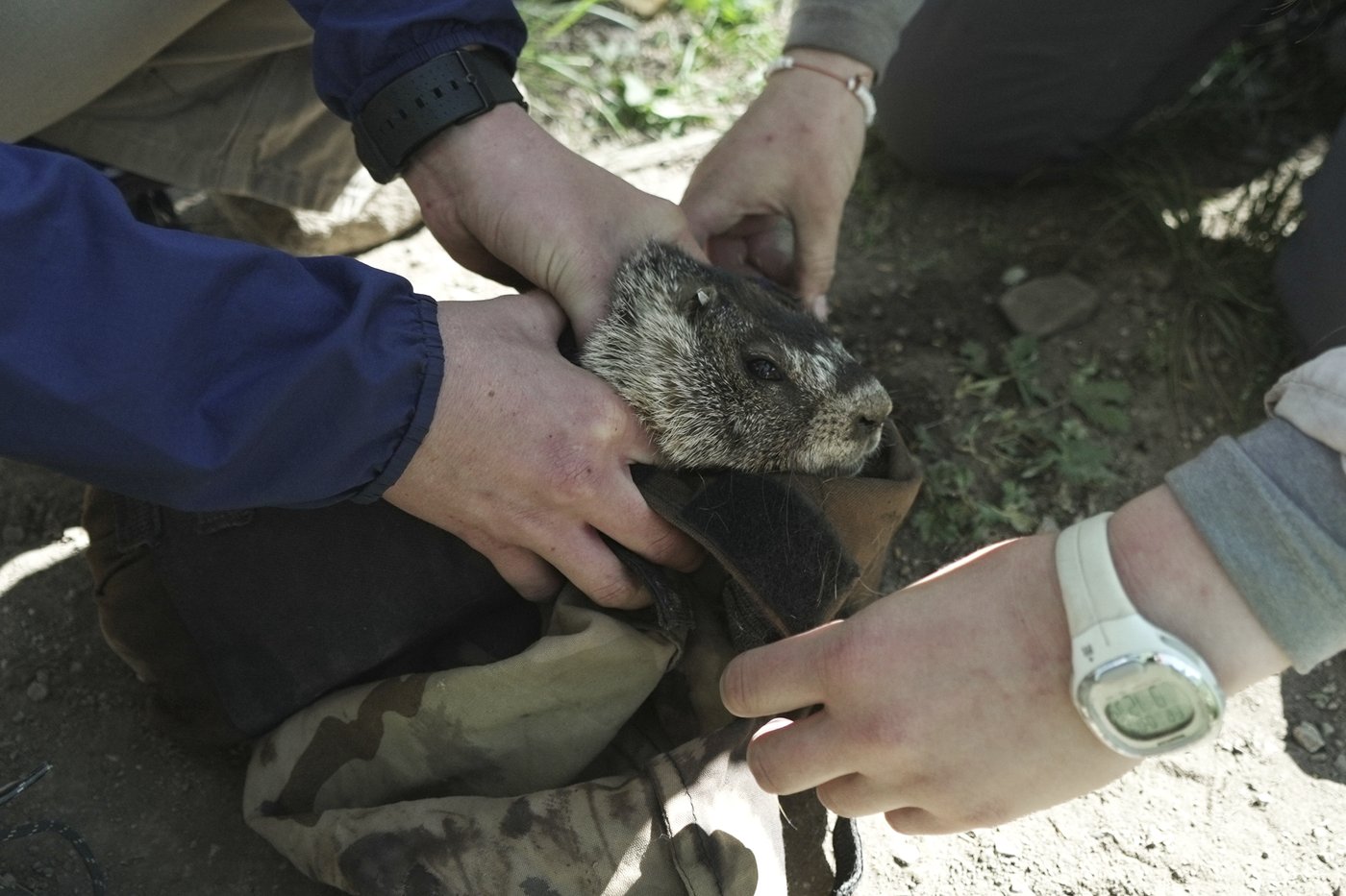 Move over bears. Fat Marmot Week puts a spotlight on the alpine rodents | iNFOnews.ca Move over bears. Fat Marmot Week puts a spotlight on the alpine rodents | iNFOnews.ca