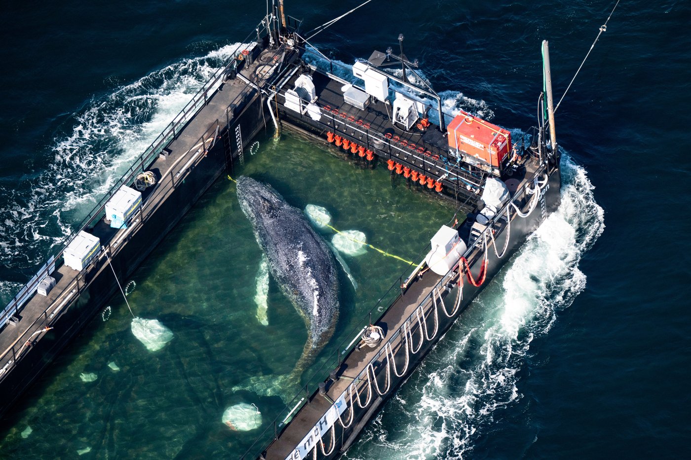 Dead humpback whale brought to shore in Denmark with autopsy set next week | iNFOnews.ca