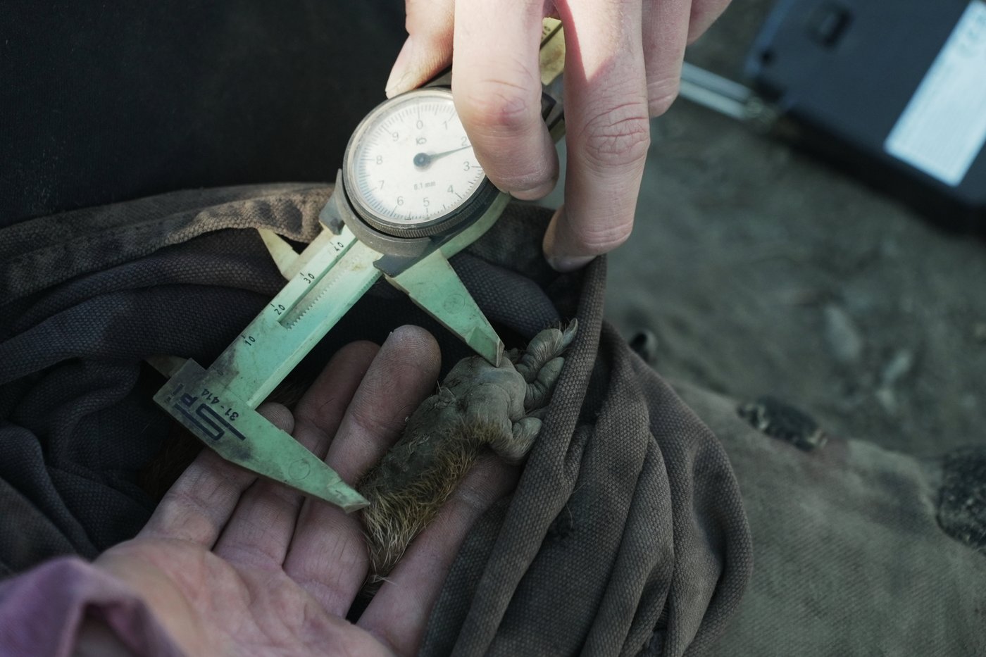 Move over bears. Fat Marmot Week puts a spotlight on the alpine rodents | iNFOnews.ca Move over bears. Fat Marmot Week puts a spotlight on the alpine rodents | iNFOnews.ca