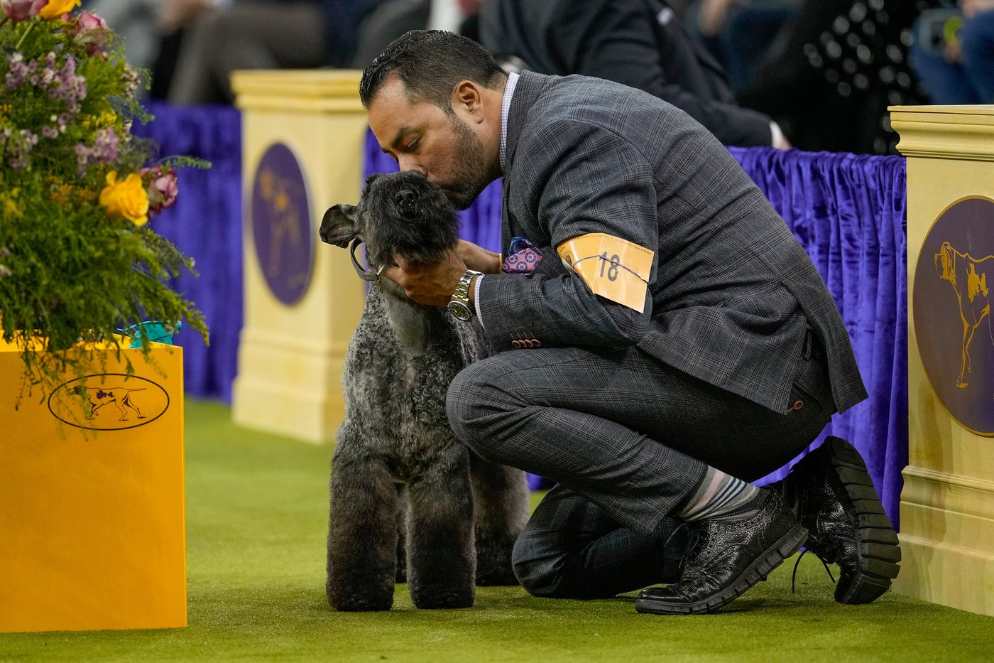 Penny the Doberman pinscher wins the 150th Westminster dog show | iNFOnews.ca