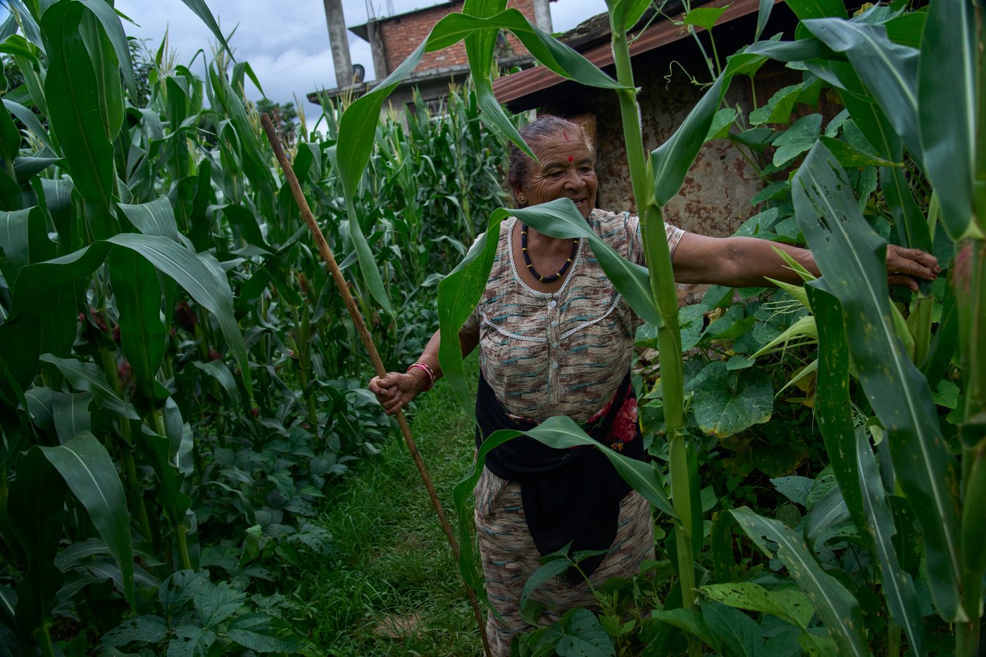 PHOTO ESSAY: Crop-raiding monkeys threaten Nepal's farming communities | iNFOnews.ca