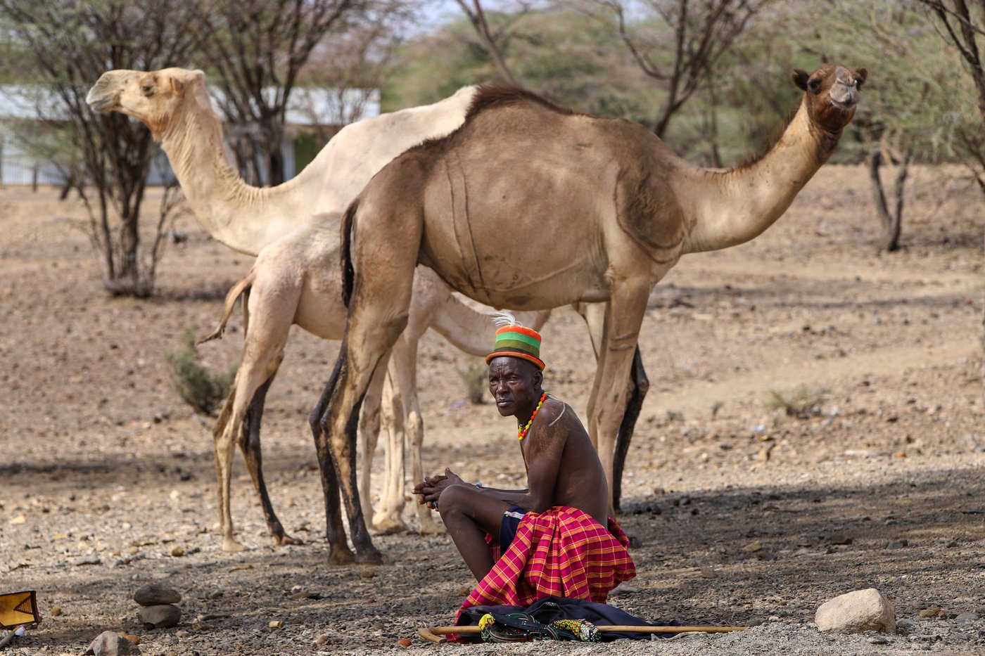 Drought leaves people hungry in Kenya as their livestock die | iNFOnews.ca