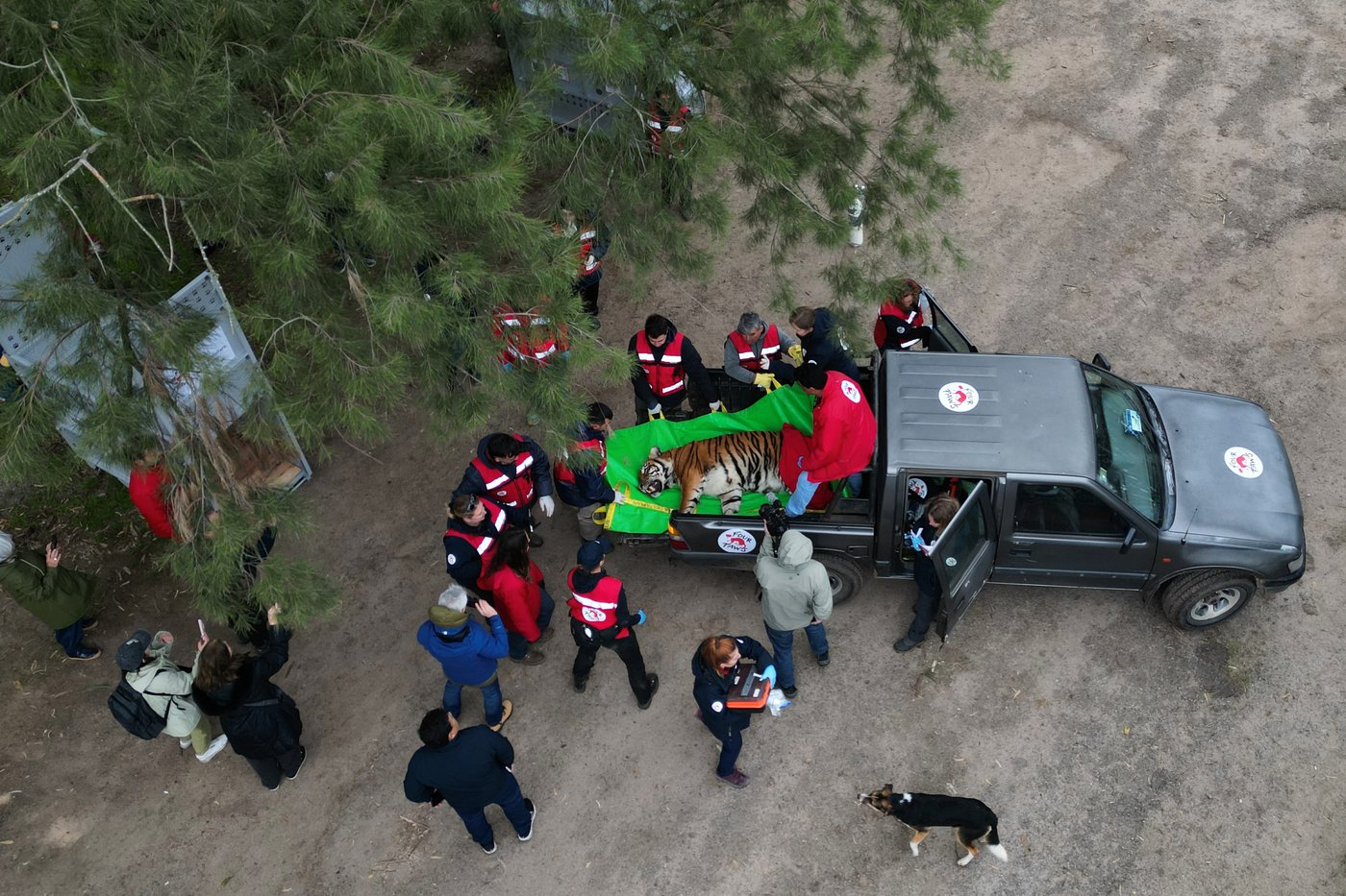 Lions and tigers begin a long-awaited rescue from a notorious Argentine zoo | iNFOnews.ca