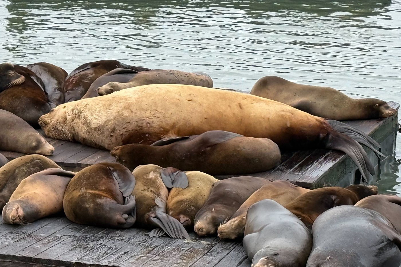 Chonkers the sea lion draws crowds to San Francisco's Pier 39 | iNFOnews.ca