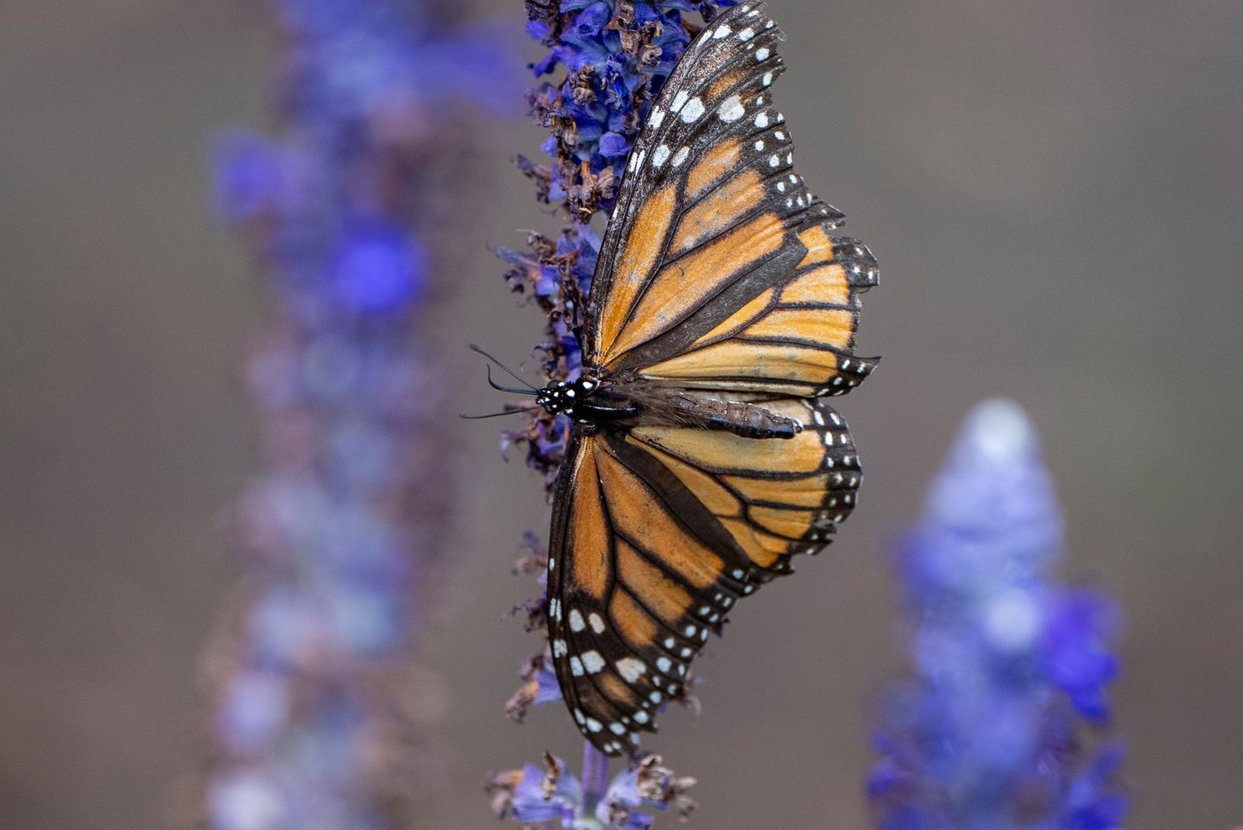 US cancels automatic protections for imperiled animals as critics warn of extinctions | iNFOnews.ca US cancels automatic protections for imperiled animals as critics warn of extinctions | iNFOnews.ca