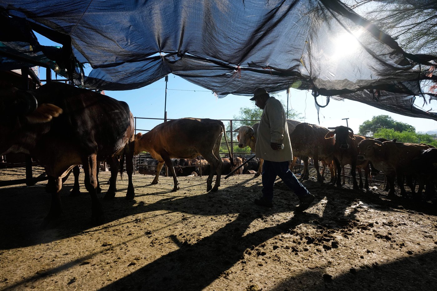Mexico’s ranchers look north to the US as screwworm ban nears end, in photos | iNFOnews.ca