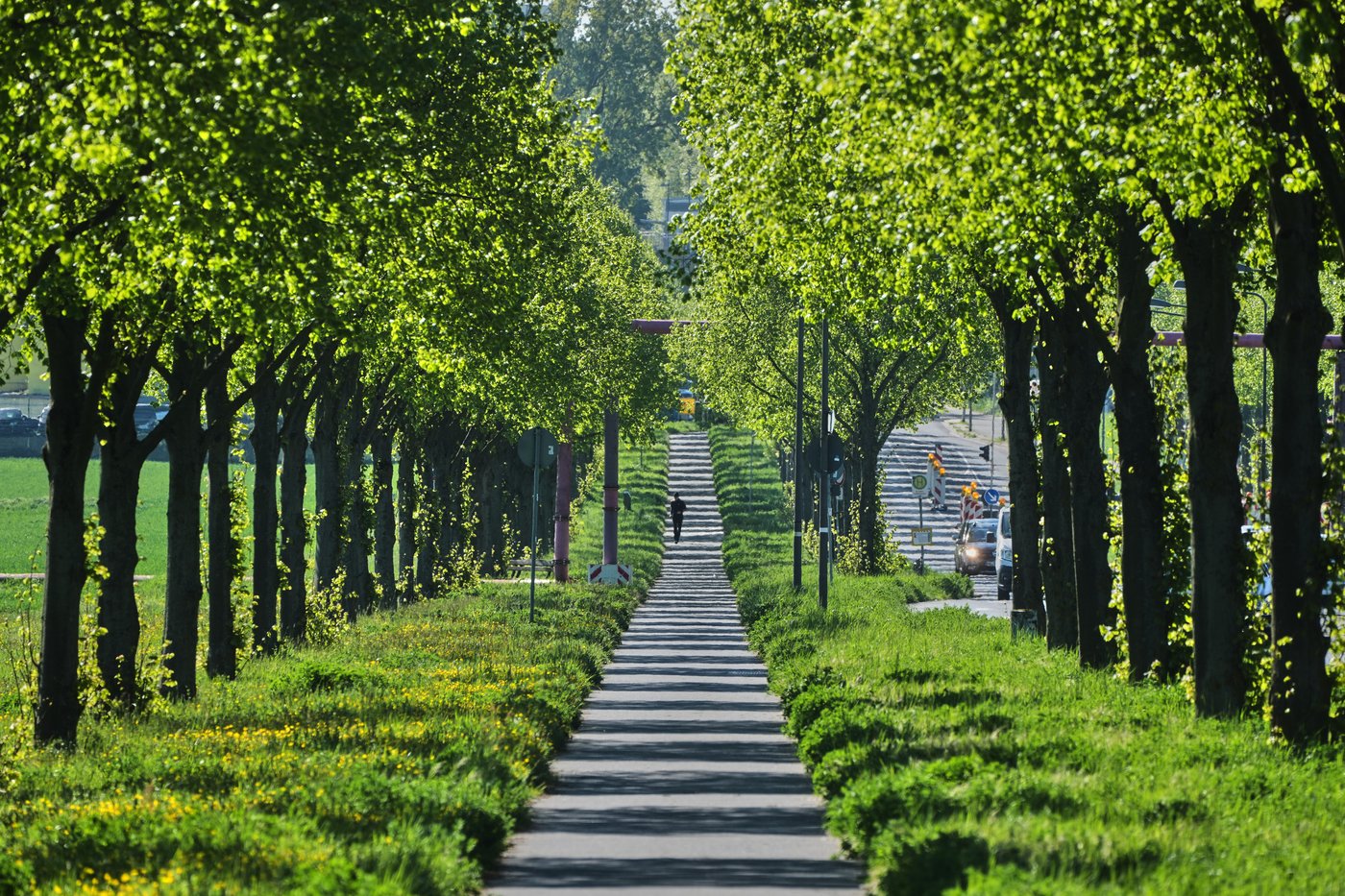 Study says trees counter half the world's urban heating, but not in the places that need it most | iNFOnews.ca