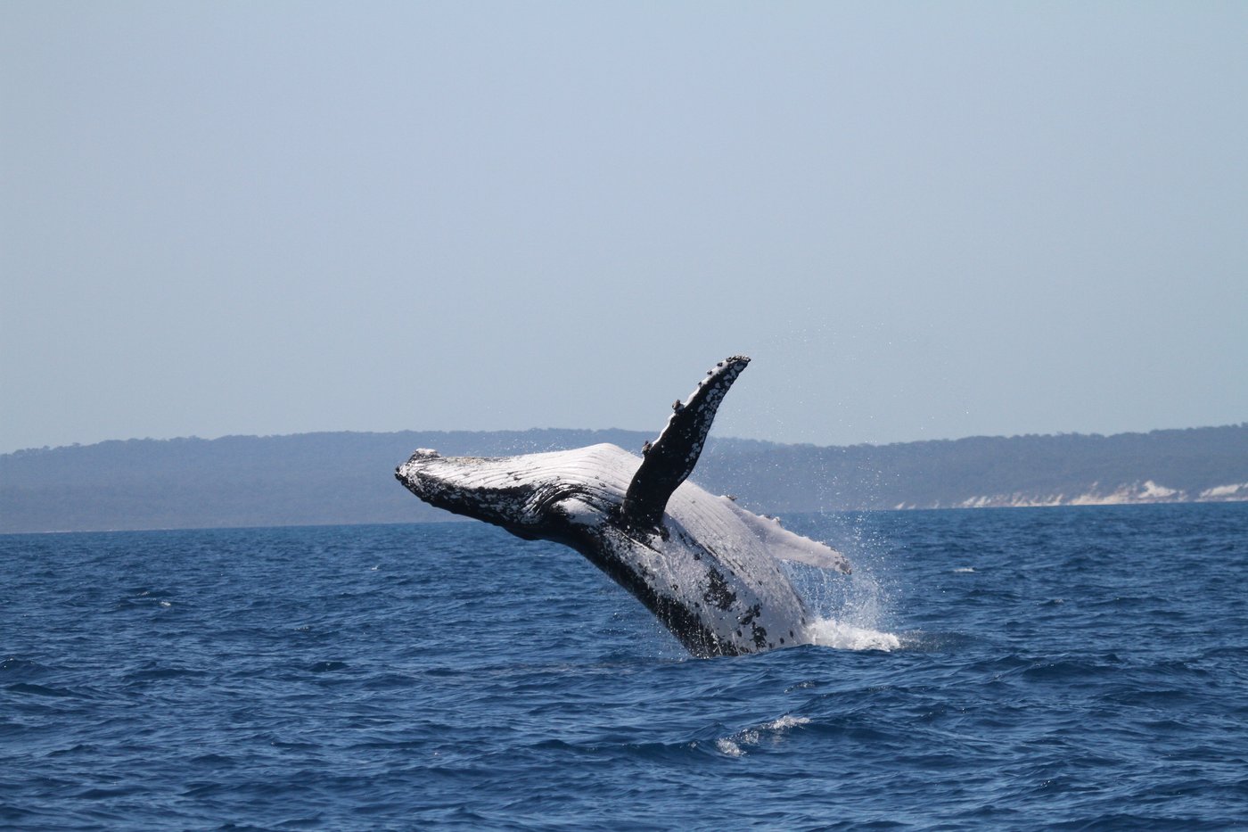 Two humpback whales set records swimming between Australia and Brazil | iNFOnews.ca