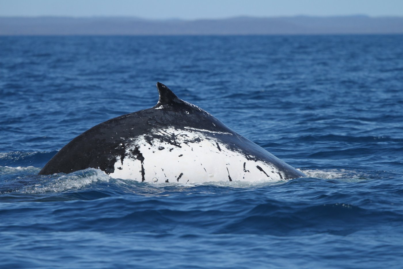 Two humpback whales set records swimming between Australia and Brazil | iNFOnews.ca