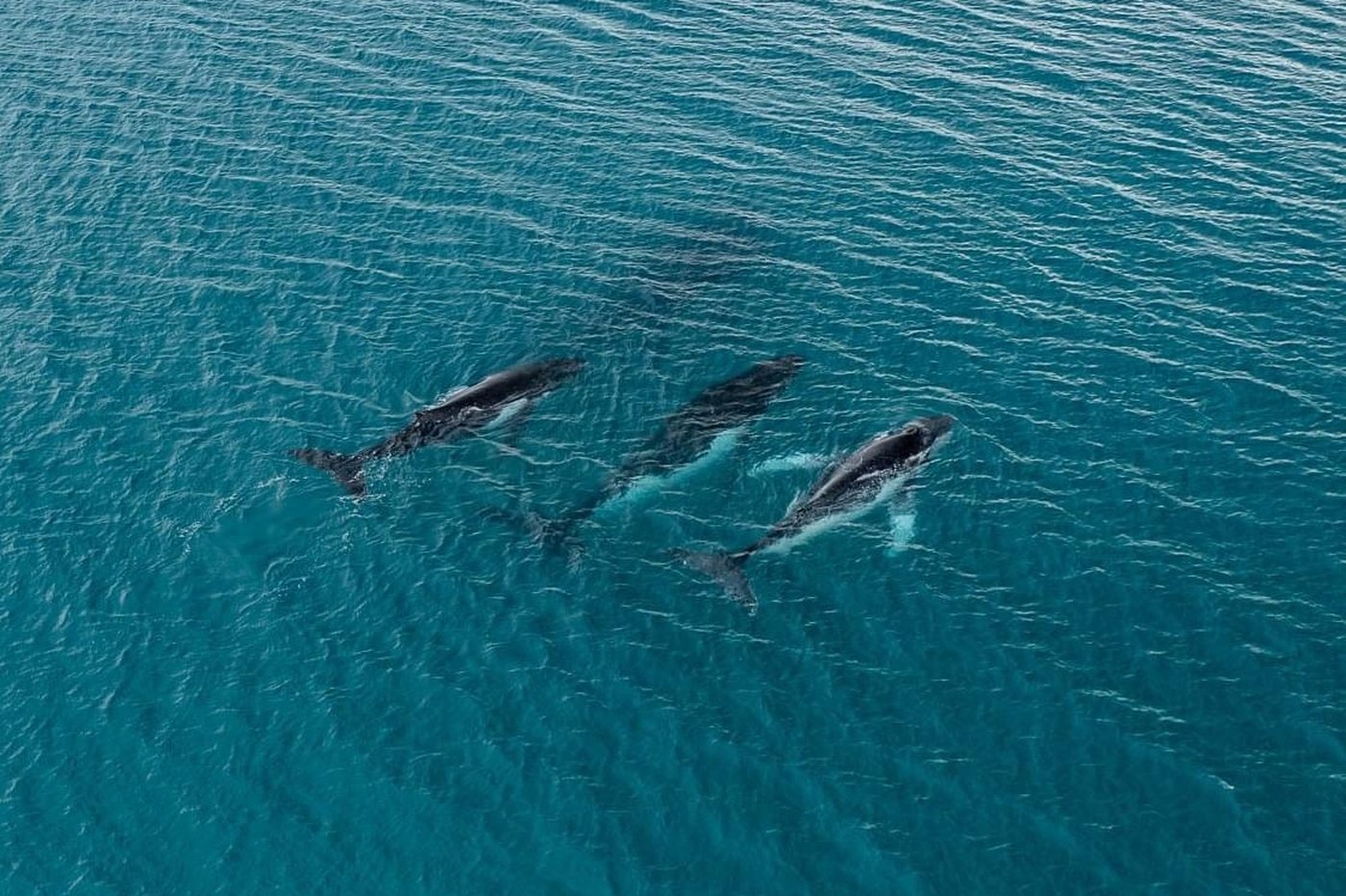 Two humpback whales set records swimming between Australia and Brazil | iNFOnews.ca