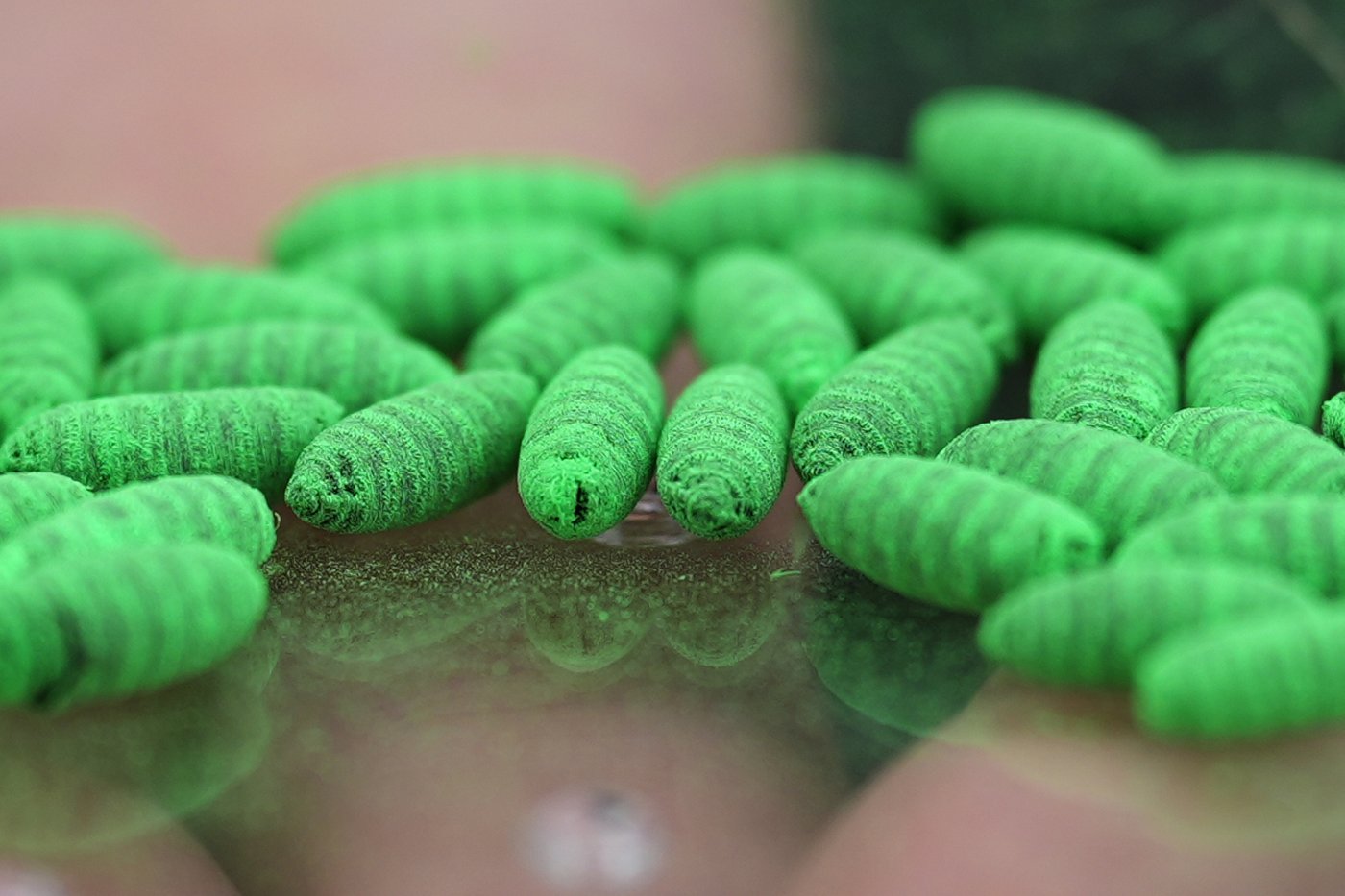 What to know about protecting pets from the New World screwworm fly | iNFOnews.ca What to know about protecting pets from the New World screwworm fly | iNFOnews.ca