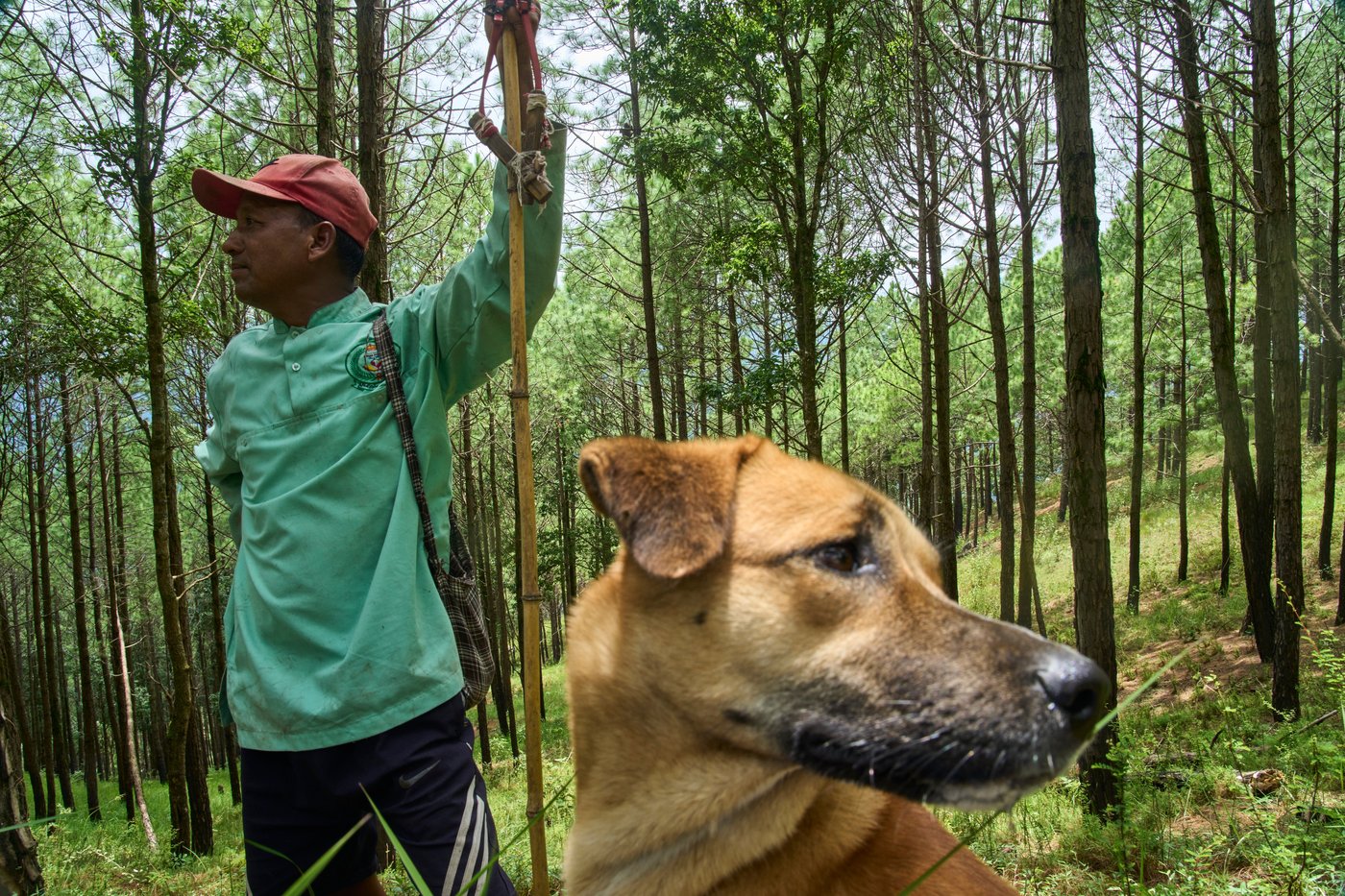 PHOTO ESSAY: Crop-raiding monkeys threaten Nepal's farming communities | iNFOnews.ca