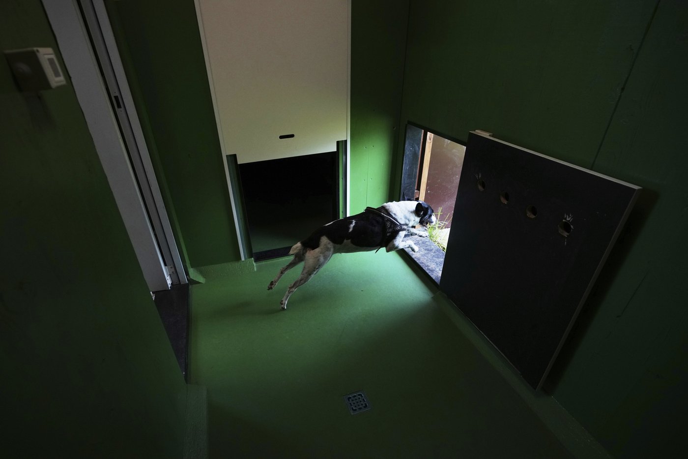 Rome's airport opens luxurious dog hotel with pampering services | iNFOnews.ca