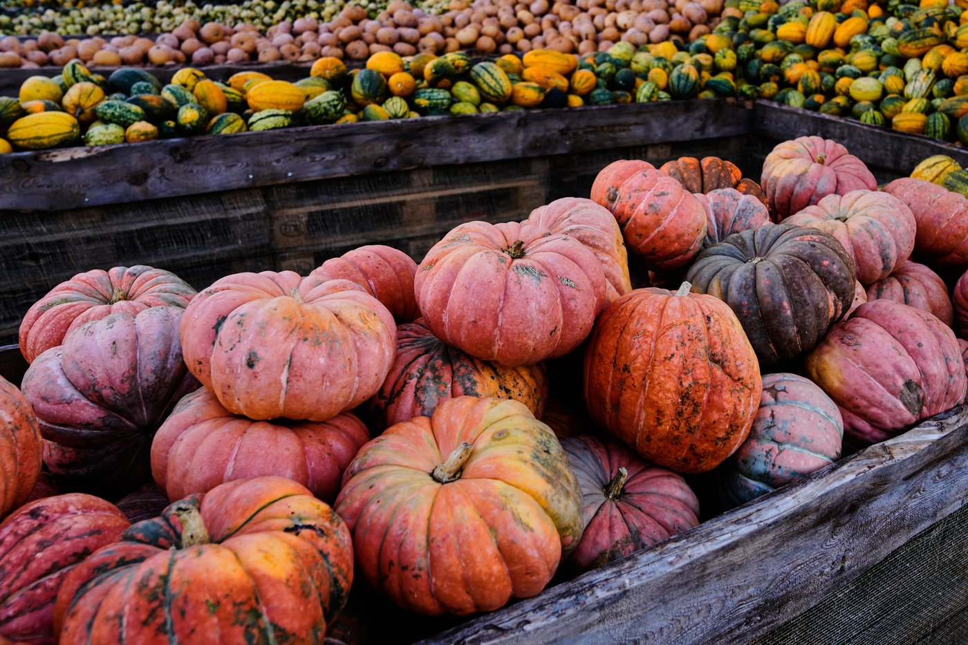 At a pumpkin festival near Berlin, powerful women take shape - one gourd at a time | iNFOnews.ca At a pumpkin festival near Berlin, powerful women take shape - one gourd at a time | iNFOnews.ca