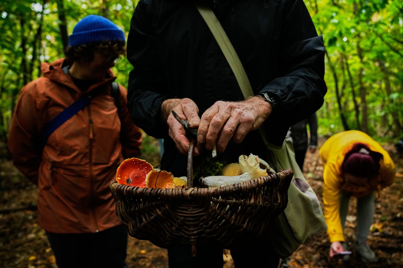 An old tradition finds new life as Germans flock to forests to collect mushrooms | iNFOnews.ca