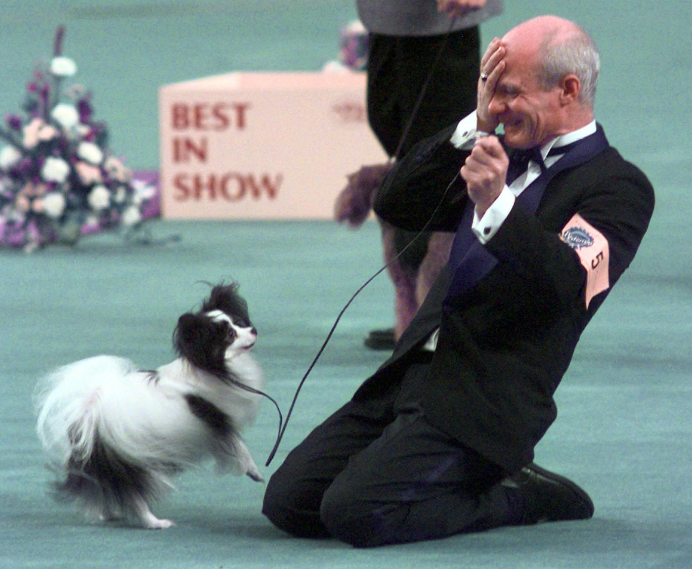 The Westminster dog show is turning 150. Here's what has - and hasn't - changed over time | iNFOnews.ca