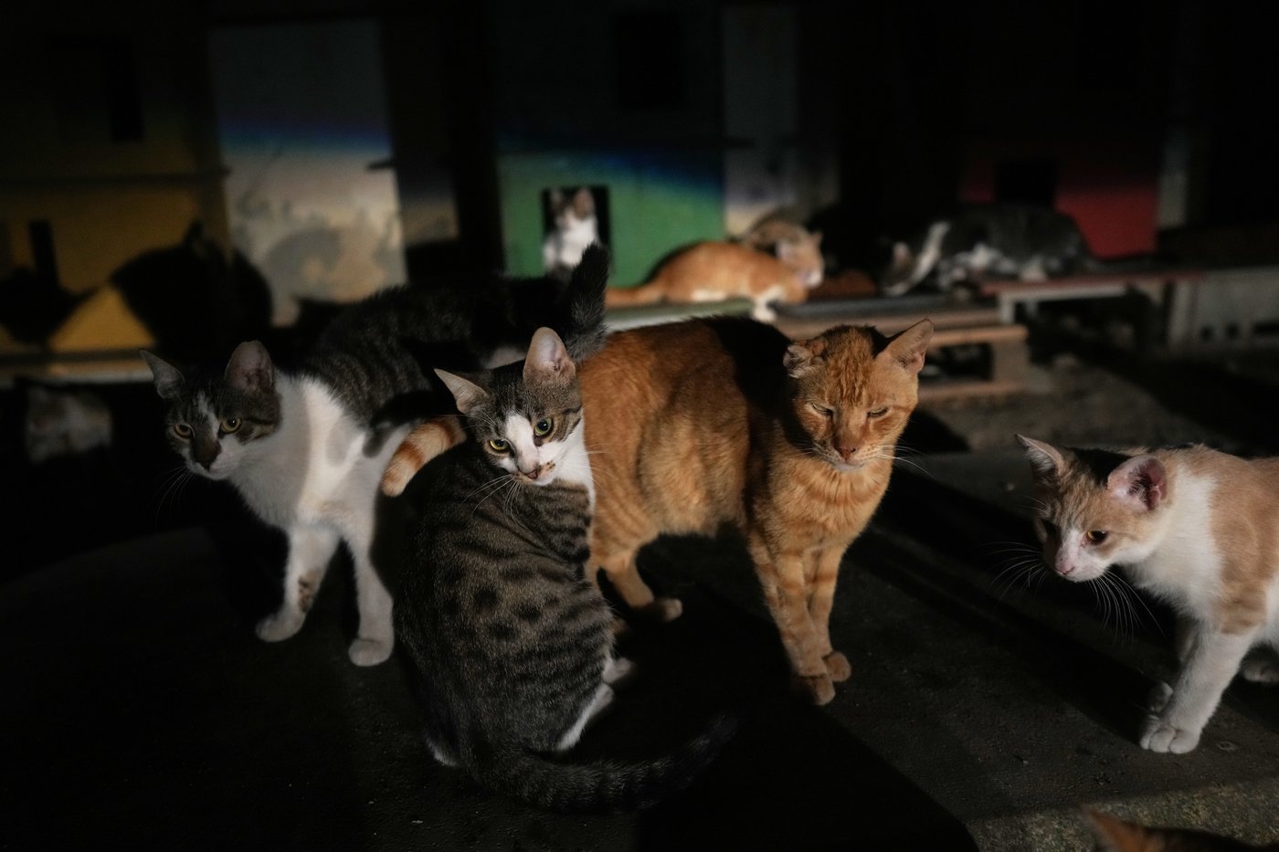 An estimated 1 million cats prowl the streets of Cyprus as officials scramble to check their numbers | iNFOnews.ca An estimated 1 million cats prowl the streets of Cyprus as officials scramble to check their numbers | iNFOnews.ca