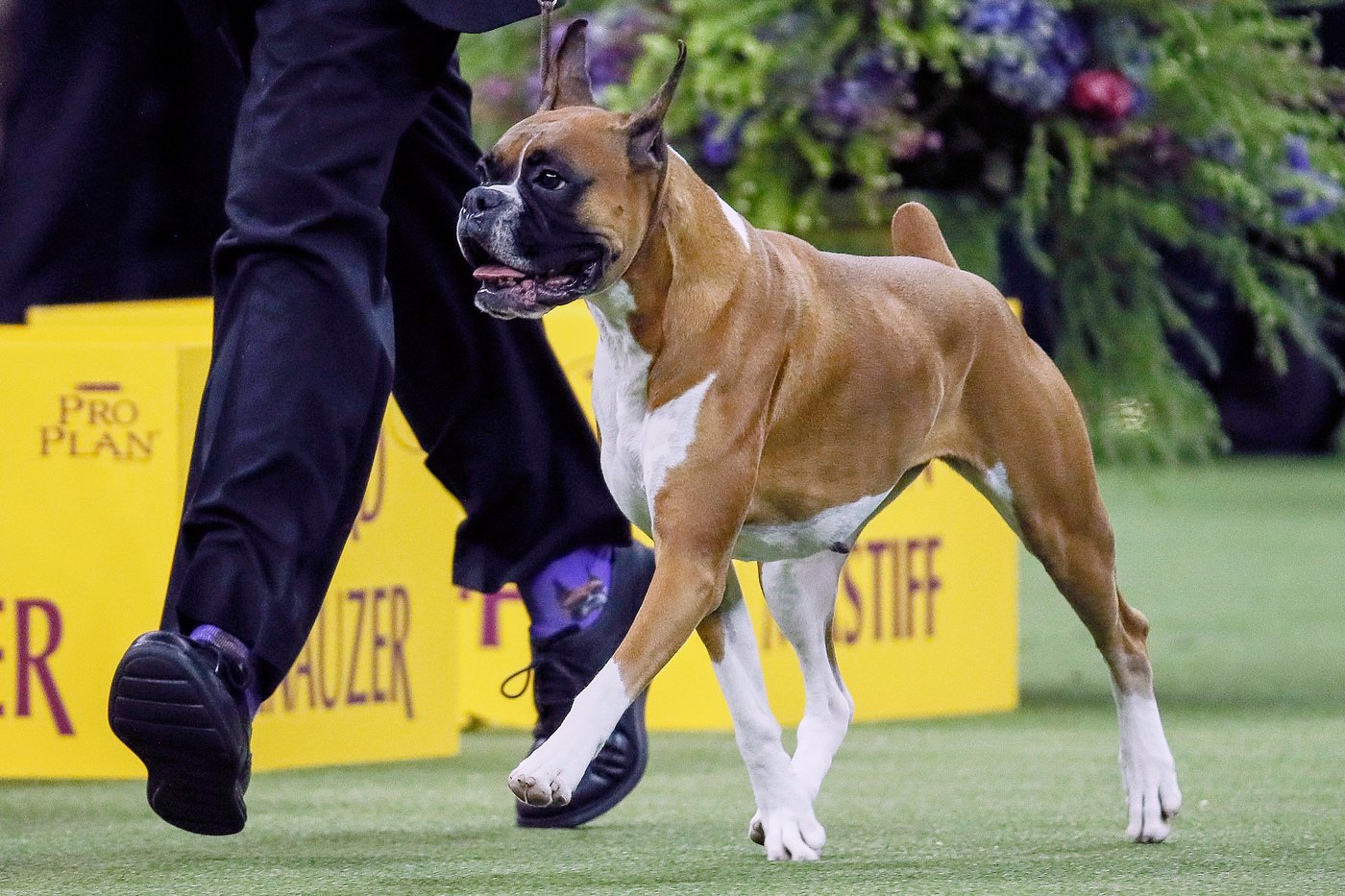 Dog Show 101: What to know about the 150th Westminster show | iNFOnews.ca