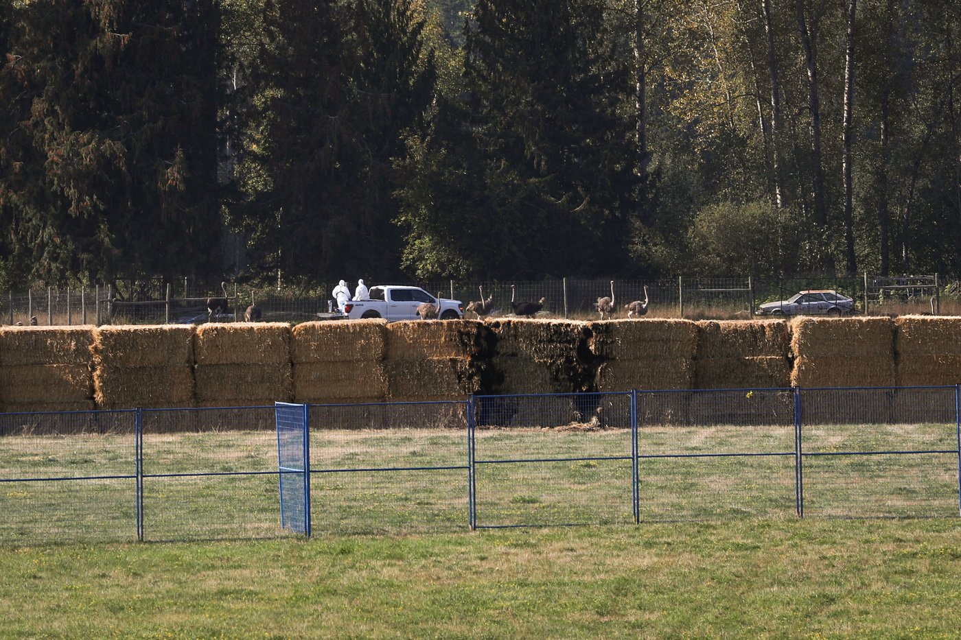Photo Gallery: Ostrich farm granted stay on cull | iNFOnews.ca