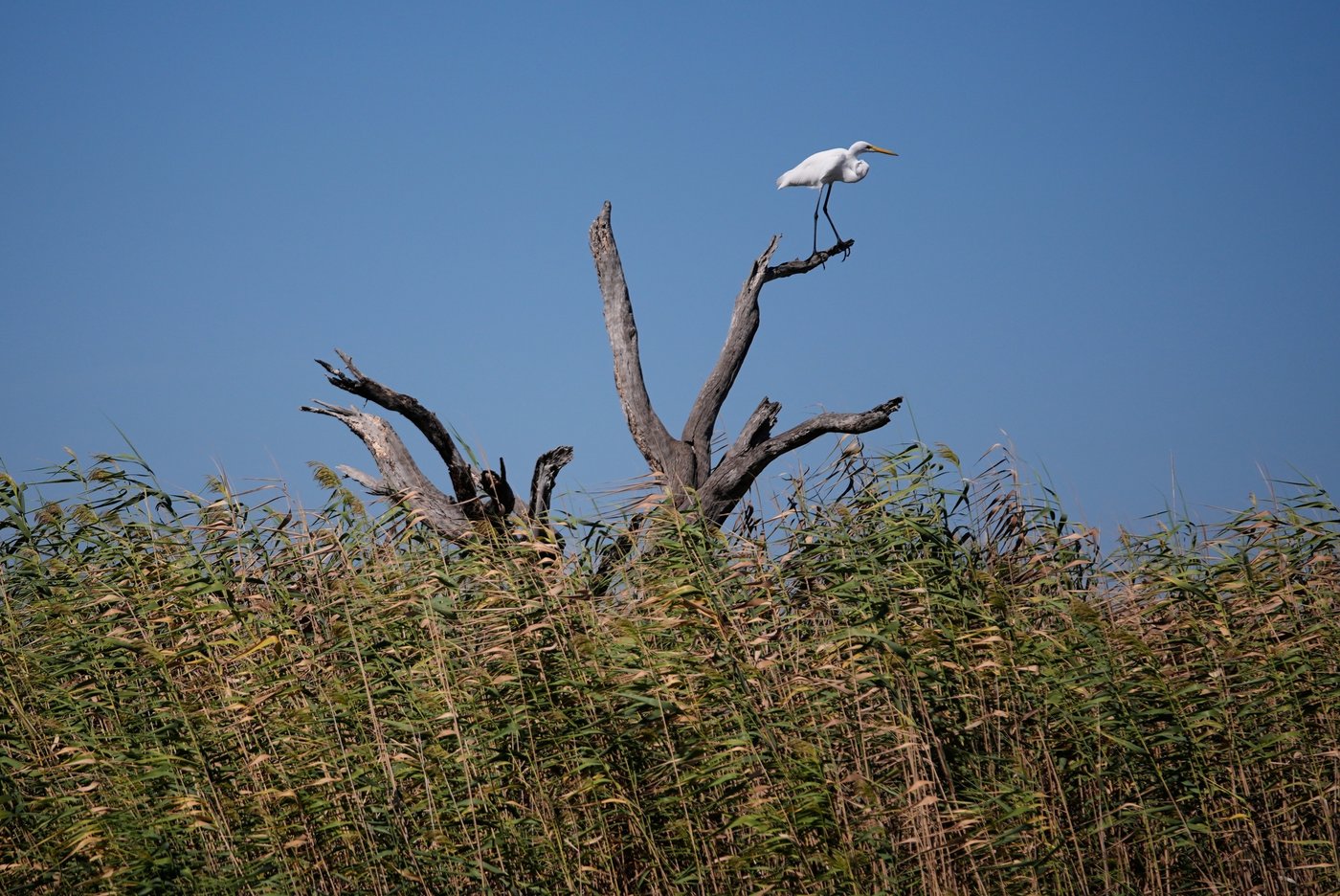 Louisiana is shrinking. Some tribes are fighting to protect what's left of their communities | iNFOnews.ca Louisiana is shrinking. Some tribes are fighting to protect what's left of their communities | iNFOnews.ca