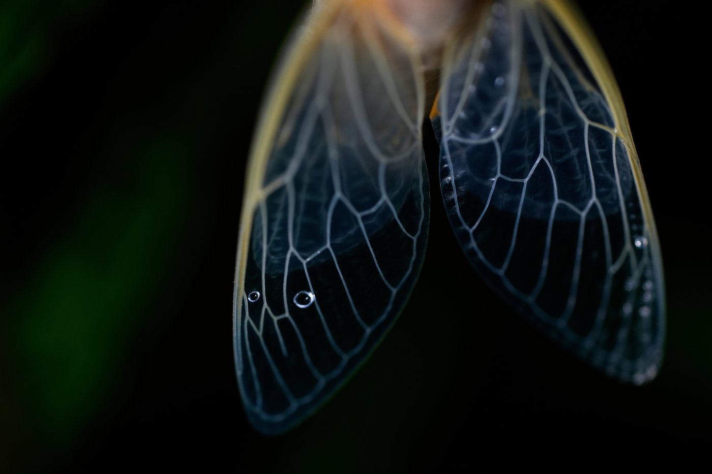 See stunning photos of animals and nature captured by AP photojournalists in 2025 | iNFOnews.ca