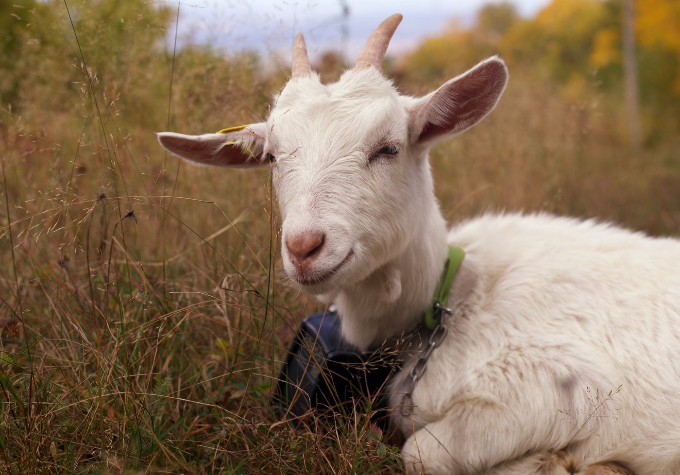 Livestock landscaping: Vermont ski areas employ goats and sheep to clear the slopes | iNFOnews.ca